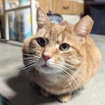 Thumbnail photo of Conan #1