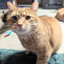 Thumbnail photo of Conan #2