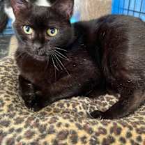 Thumbnail photo of Jeanie #1