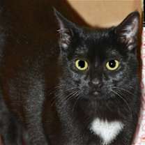 Thumbnail photo of Lacey [CP] #1