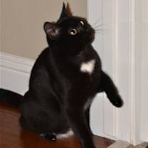 Thumbnail photo of Lacey [CP] #3