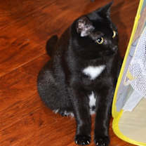 Thumbnail photo of Lacey [CP] #4