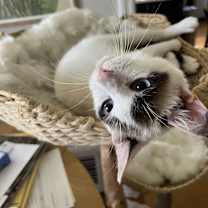 Thumbnail photo of Hudson #1
