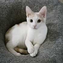 Thumbnail photo of Mocha #1