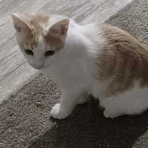 Thumbnail photo of Mocha #2