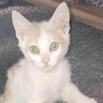 Thumbnail photo of Mocha #3