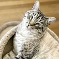 Thumbnail photo of Apple #2