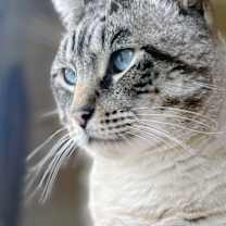 Thumbnail photo of Apple #3