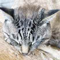 Thumbnail photo of Apple #4