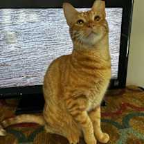 Thumbnail photo of Newton #1
