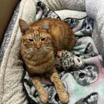 Thumbnail photo of Newton #2
