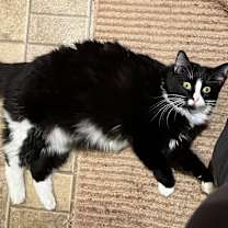 Thumbnail photo of Coco #3