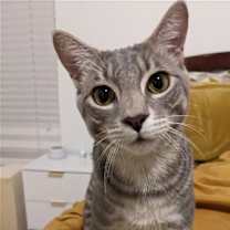 Thumbnail photo of Waffle #1