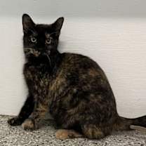 adopt-pet