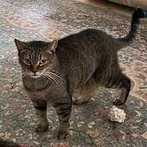 Thumbnail photo of Sam (Sweet Tabby) #1
