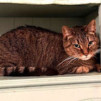 Thumbnail photo of Sam (Sweet Tabby) #2