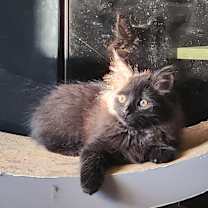Thumbnail photo of Tony #2