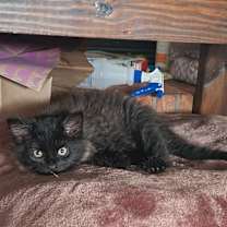 Thumbnail photo of Tony #4
