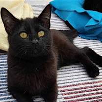 Thumbnail photo of Raven #3