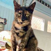 Thumbnail photo of Zinnia #2