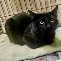 adopt-pet