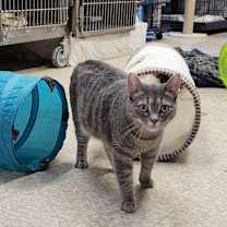 adopt a pet