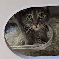 Thumbnail photo of Daisy #2