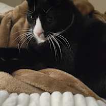 Thumbnail photo of Ziggy #1