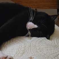 Thumbnail photo of Ziggy #2