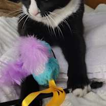 Thumbnail photo of Ziggy #3