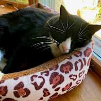 Thumbnail photo of Ziggy #4