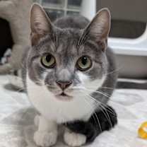 Thumbnail photo of Ziti #1