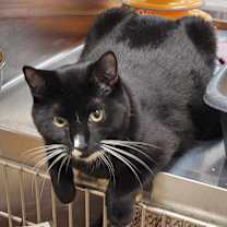 Thumbnail photo of NUGGET #2