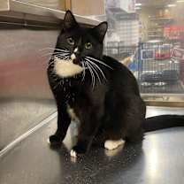 Thumbnail photo of NUGGET #4