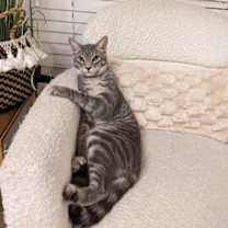 Thumbnail photo of Waffle #2