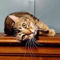 Thumbnail photo of Husky #1