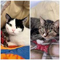 Thumbnail photo of Binx and Charlene #1
