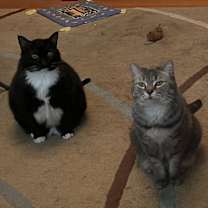 Thumbnail photo of Miata #3