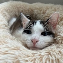 Thumbnail photo of Hudson #4
