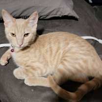 Thumbnail photo of Frasier #1