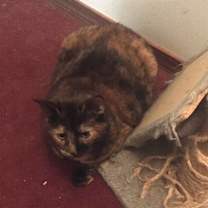 Thumbnail photo of Rhoda #4