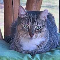 Thumbnail photo of Tigger #2