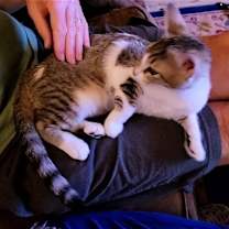 Thumbnail photo of Sardie #2