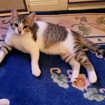 Thumbnail photo of Sardie #3