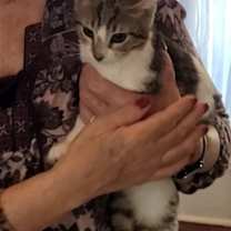 Thumbnail photo of Sardie #4