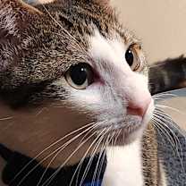 Thumbnail photo of Gale #1