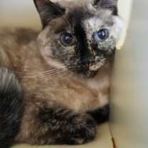 Thumbnail photo of Sheena #1