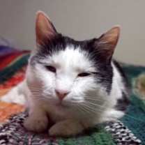 Thumbnail photo of Cowboy #4