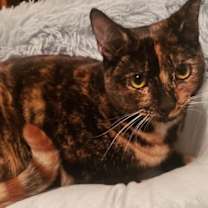 Thumbnail photo of Pixie (Courtesy Post) #1