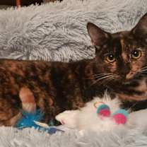 Thumbnail photo of Pixie (Courtesy Post) #2